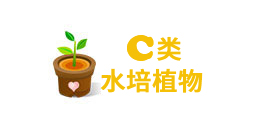 重慶水培植物租賃